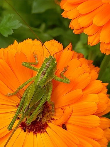 Great Green Bush-cricket