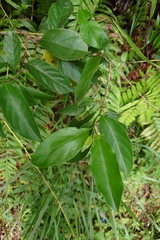 Gynochthodes umbellata