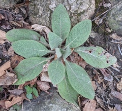 Verbascum thapsus