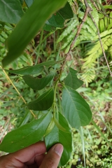 Gynochthodes umbellata, photograph 如此甚好, CC BY, iNaturalist via GBIF