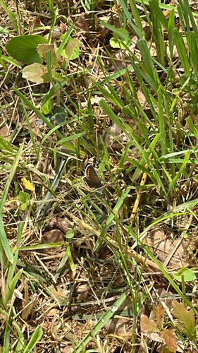 Brown Argus