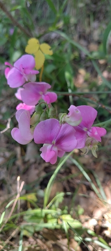 broad-leaved sweet pea