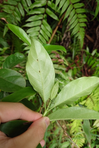 Gynochthodes umbellata, photograph 2