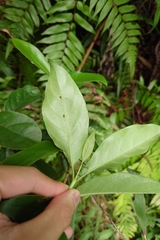 Gynochthodes umbellata, photograph 如此甚好, CC BY, iNaturalist via GBIF