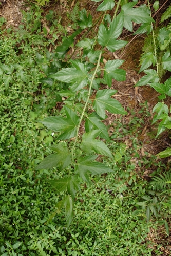Rubus corchorifolius, photograph 5