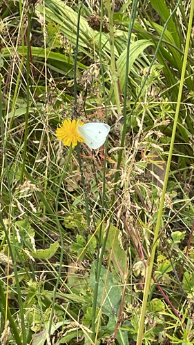 Small White