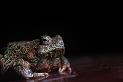 Physalaemus nattereri