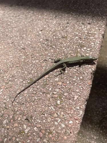 Common Wall Lizard