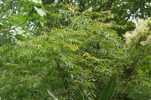 Tetradium glabrifolium, photograph 3