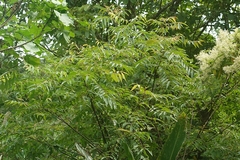 Tetradium glabrifolium, photograph (c) 如此甚好, some rights reserved (CC BY)