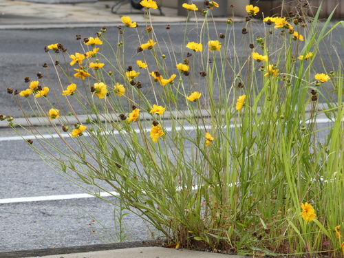 Lance-leaved Coreopsis