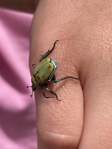 mountain monkey beetle