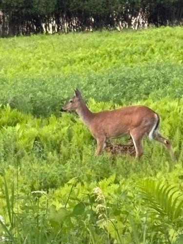 White-tailed Deer photographed in New Hampshire