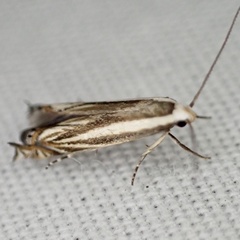 Polyhymno luteostrigella