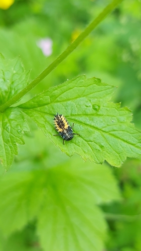 Asian Lady Beetle