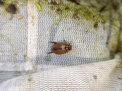 Hydaticus rhantoides