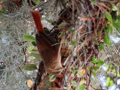 Cranioleuca obsoleta