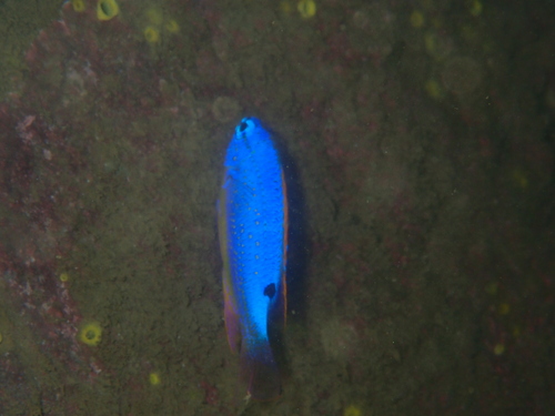 Fiji blue devil (Chrysiptera taupou) — Pomacentridae — 3