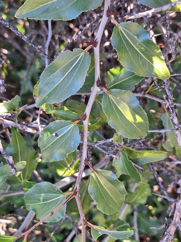 buffalo-thorn