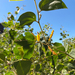 Acacia humifusa