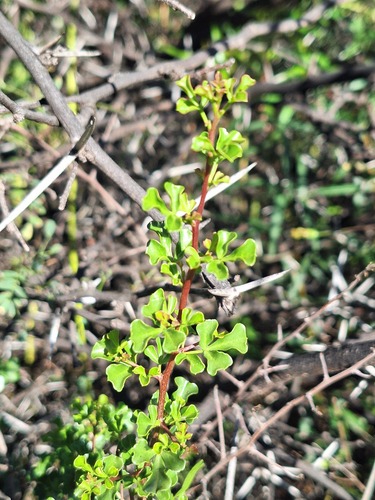 Karoo Kunirhus