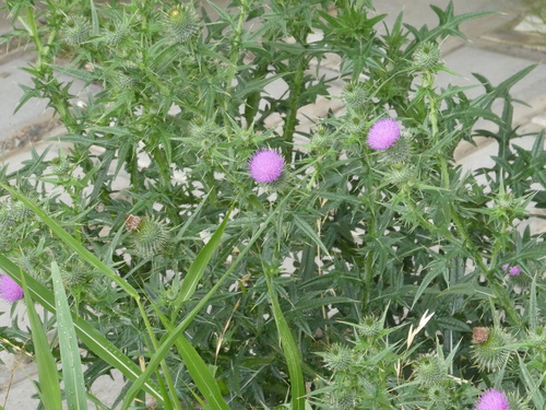 Bull Thistle