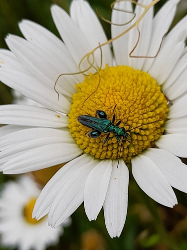 Thick-legged Flower Beetle