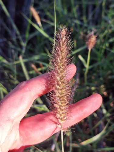 buffelgrass