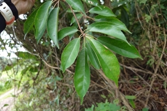 Elaeocarpus japonicus, photograph (c) 如此甚好, some rights reserved (CC BY)