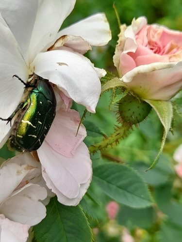 European Rose Chafer
