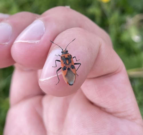 Spotted Firebug