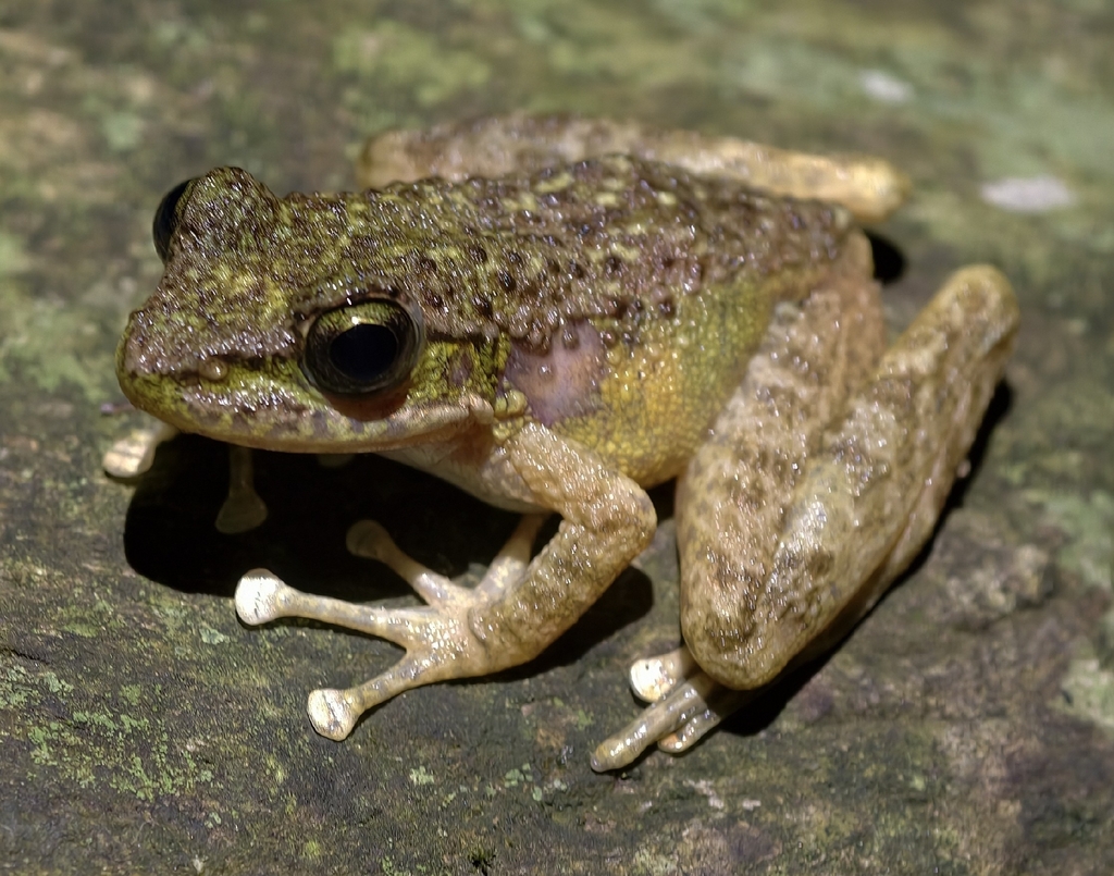 Amolops mahabharatensis