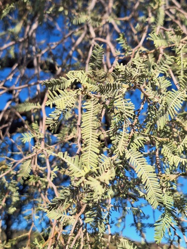 Grey Camel Thorn