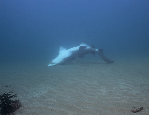 Grey Nurse Shark