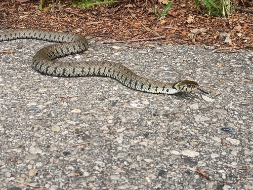 Barred Grass Snake