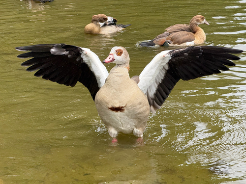 Egyptian Goose