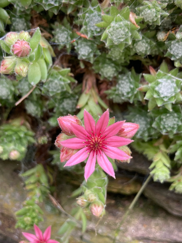 Cobweb Houseleek