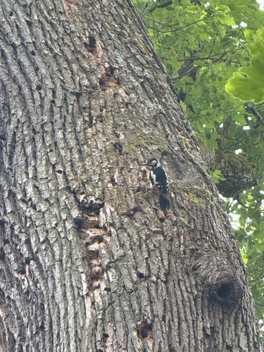 Great Spotted Woodpecker