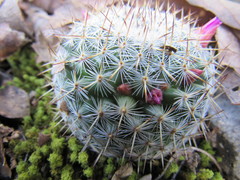 Mammillaria haageana