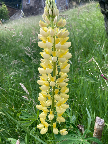 Large-leaved lupine