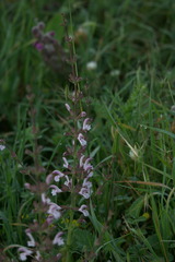 Salvia eigii