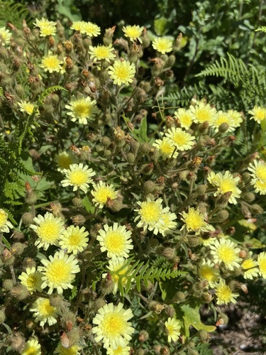 Common Andryala