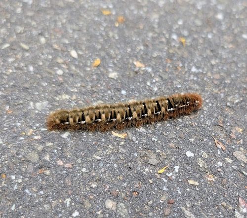 Oak Eggar