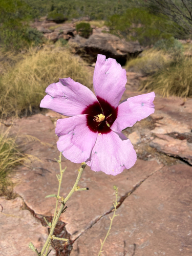 Hibiscus leptocladus, 2026-06-08