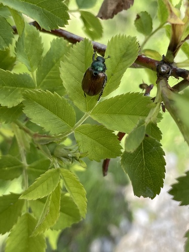 Garden Chafer