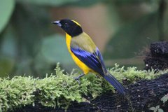 Anisognathus notabilis