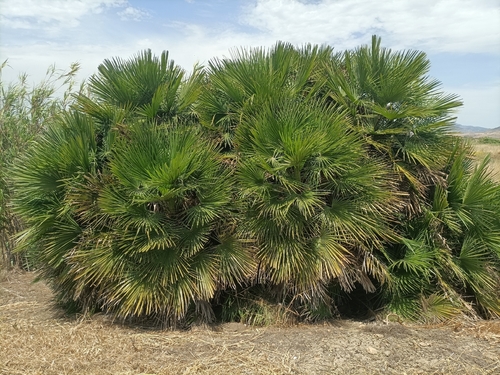 Mediterranean fan palm