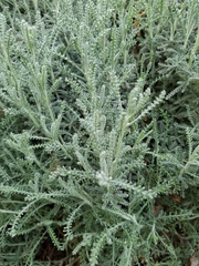 Santolina chamaecyparissus