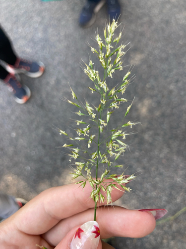 Yellow Oat-grass