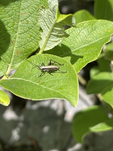 Common Mountain Bush-cricket